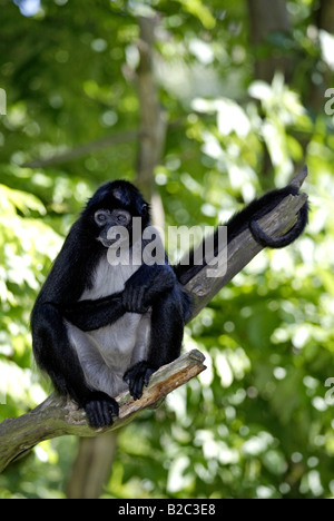 black-handed spider monkey Stock Photo - Alamy