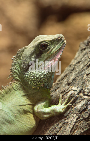 Chinese Water Dragon (Physignathus cocincinus), adult, portrait, native to South East Asia Stock Photo