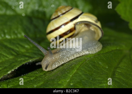 Grove or Brown-lipped Snail (Cepaea nemoralis) Stock Photo