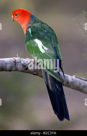 Australian King Parrot (Alisterus scapularis), adult, male, Australia Stock Photo