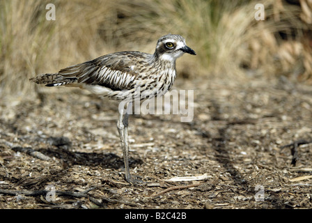 Bush Stone-curlew (Burhinus grallarius), adult, Australia Stock Photo