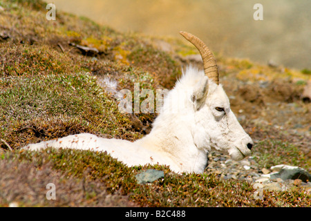 Dall Sheep (Ovis dalli), young male, ram, Sheep Mountain, Kluane National Park, Yukon, Canada Stock Photo