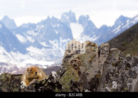 Arctic Ground Squirrel (Spermophilus parryii) on a rock, Tombstone Mountains, Tombstone Teritorial Park in the back, Yukon Stock Photo