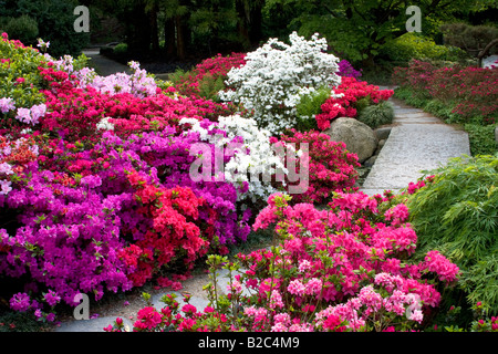 Rhododendrons, Azaleas (Rhododendron spec.) Japanese Garden in the Botanic Garden in Hamburg, Germany, Europe Stock Photo