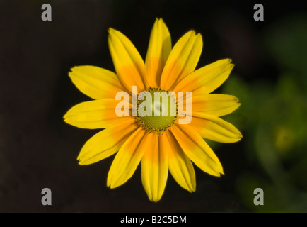 Prairie Sun Rudbeckia hirta Green-eyed Susan Stock Photo