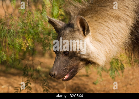 Brown Hyena (Parahyaena brunnea, Hyaena brunnea), Namibia, Africa Stock
