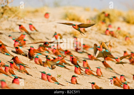 Carmin Bee-eater Colony (Merops nubicoides), Caprivi Strip, Zambezi, Namibia, Africa Stock Photo