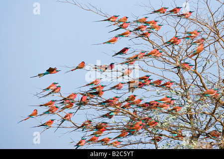 Carmin Bee-eater (Merops nubicoides) Colony in a tree, Caprivi Strip, Zambezi, Namibia, Africa Stock Photo
