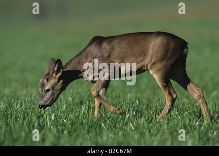 European Roe Deer (Capreolus capreolus), buck in winter coat Stock Photo