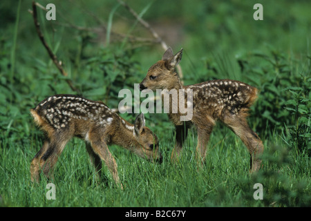 European Roe Deer (Capreolus capreolus) two fawn, few days old Stock Photo