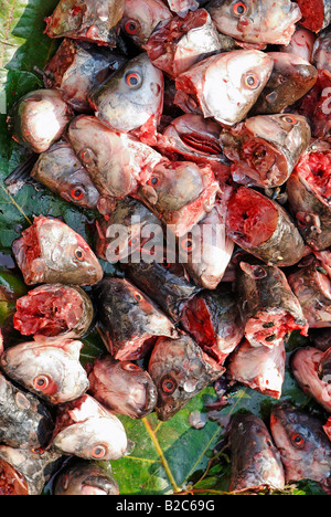 Fish heads, bloody, Kathar Market, Burma, Myanmar, Asia Stock Photo