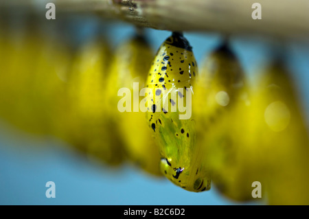 Paper Kite or Rice Paper butterfly (Idea leuconoe), pupae Stock Photo