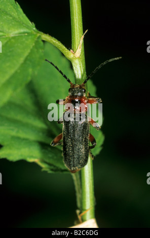 Soldier Beetle or Leatherwing, (Cantharis rustica), Cantharidae. There ...