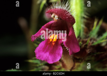 Common Hemp-nettle (Galeopsis tetrahit), Lamiaceae family, single flower Stock Photo