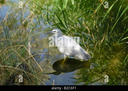 White Faced Heron (Egretta novaehollandiae), Desert Park, Alice Springs, Northern Territory, Australia Stock Photo