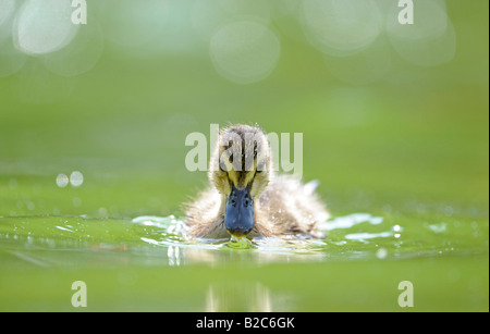 Mallard Duckling (Anas plathyrrhynchos) Stock Photo
