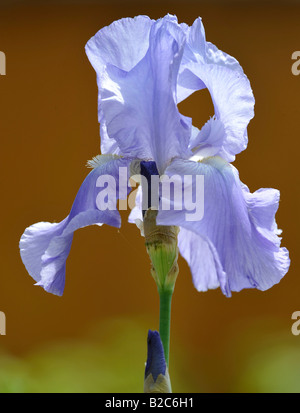 Iris (Iris Germanica) Stock Photo