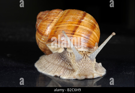 Burgundy, Roman or Edible Snail (Helix pomatia) Stock Photo