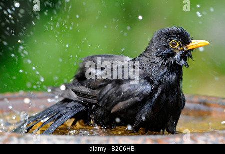Male Blackbird (Turdus merula) bathing Stock Photo