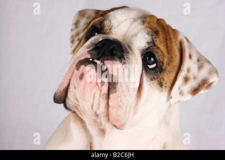 English Bulldog Stock Photo