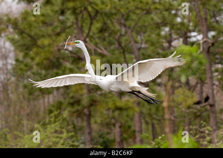 Great Egret (Ardea alba) carrying nesting materials, Gator Park, Kissimmee, Florida, USA Stock Photo
