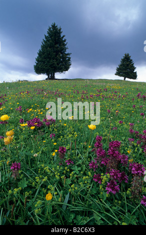 Two Norway spruce (Picea abies) behind an alpine pasture in spring with Globe-flowers (Trollius europaeus) and Creeping Butterc Stock Photo