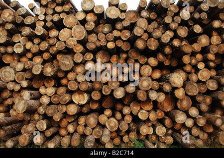 Many sections of logs firewood stacked in the open air. Log trunks pile ...
