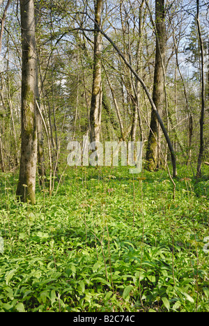 Riverside forest floor covered in leaves from Wild Garlic, Wood Garlic or Bear's Garlic (Allium ursinum) in spring Stock Photo