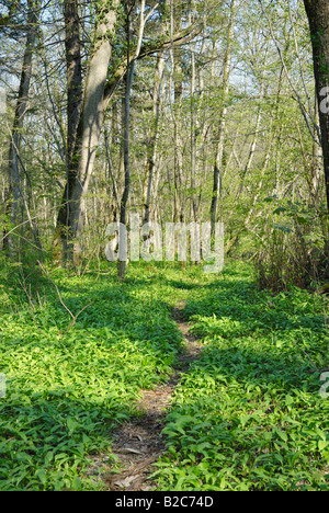 Woodland path through forest floor covered with Wild Garlic, Wood Garlic or Bear's Garlic (Allium ursinum), alpine upland Stock Photo