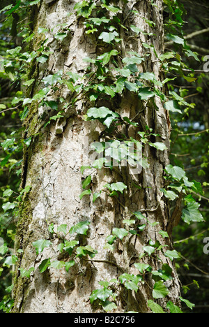 Common Ivy (Hedera helix) creeping up a Sycamore trunk (Acer pseudoplatanus) Stock Photo