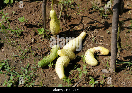 Cucumber. 2008 Stock Photo