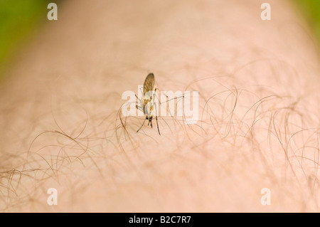 Common House Mosquito (Culex pipiens), on a leg Stock Photo