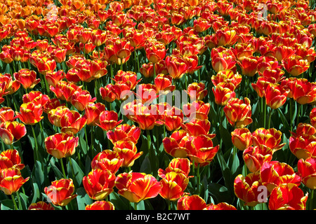 Red-yellow Darwin-Hybrid-Tulips, (Tulipa cultivar), species Banja Luka Stock Photo