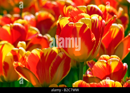Red-yellow Darwin-Hybrid-Tulips (Tulipa cultivar), species Banja Laka Stock Photo