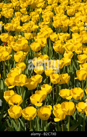 Yellow Tulips, Darwin-Hybrid-Tulips, (Tulipa cultivar), species Golden Apeldoorn Stock Photo