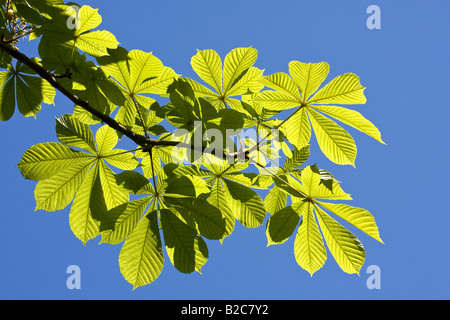 Horse Chestnut (Aesculus hippocastanum) leaves sprouting, spring Stock Photo