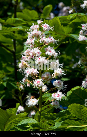 Horse Chestnut (Aesculus hippocastanum) blossoms Stock Photo