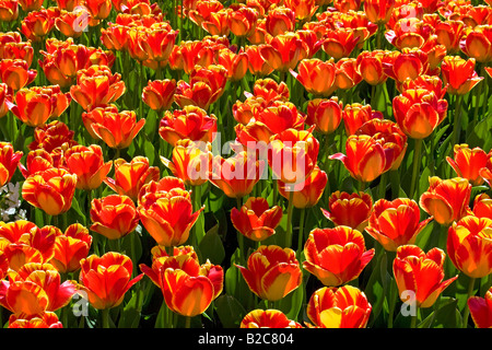 Red-yellow Tulips, Darwin Hybrid Tulip, species Banja Luka (Tulipa Banja Luka) Stock Photo