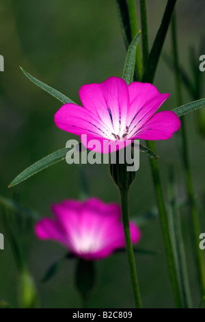 Corncockle (Agrostemma githago), blossom Stock Photo