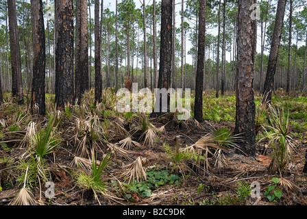 fire ravaged longleaf pine forest and saw palmetto understory North Florida Stock Photo