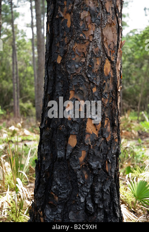 fire ravaged longleaf pine forest and saw palmetto understory North Florida Stock Photo