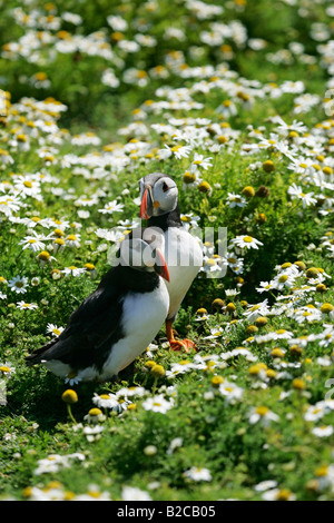 two puffins on Skomer Island Wales near burrow Stock Photo