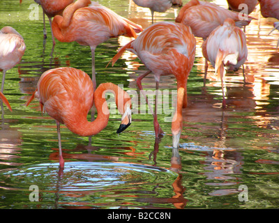 captive Caribbean or American flamingos (Phoenicopterus ruber) wading in a pool with vivid pink red and green reflections