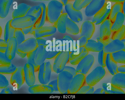 Infra Red Microscopic View of lots of Bacteria Stock Photo