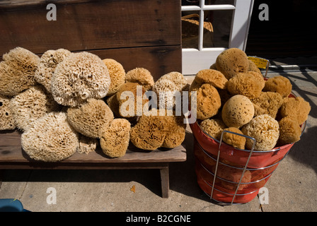 Sponges sponge natural hi-res stock photography and images - Alamy