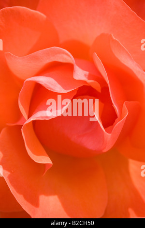 Close up of 'Tintinara' rose. Rose Garden, Inner Circle, Regent's Park, London, England Stock Photo
