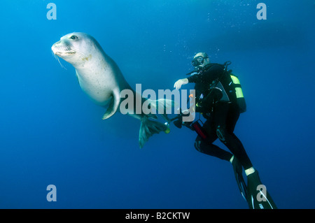 Mediterranean monk seal, Monachus monachus, swimming around diver, Marmaris Turkey Stock Photo