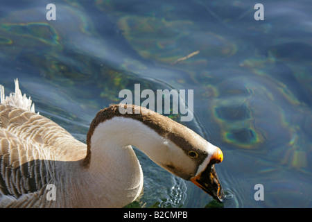 A Duck in a Pond at Oshino Hakkai Yamanashi Japan Stock Photo