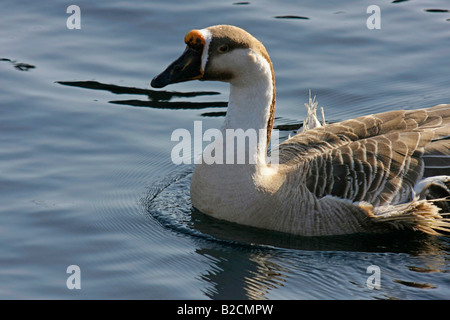 A Duck in a Pond at Oshino Hakkai Yamanashi Japan Stock Photo