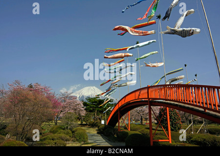 Carp Streamers(Koinobori) flying Mt Fuji and Cherry blossoms background Asagiri Highland Shizuoka Japan Stock Photo